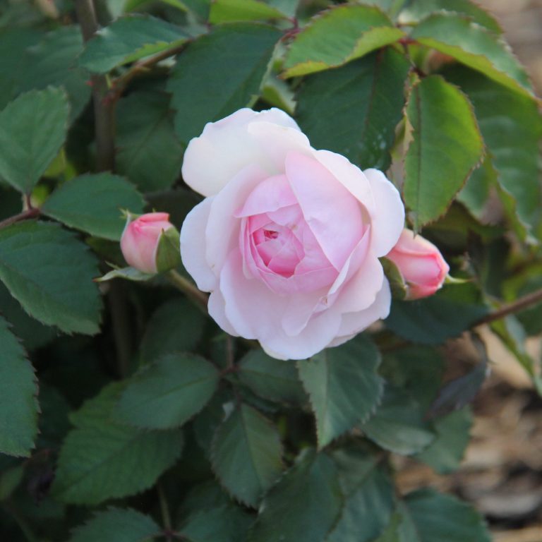 Pink garden rose just beginning to bloom