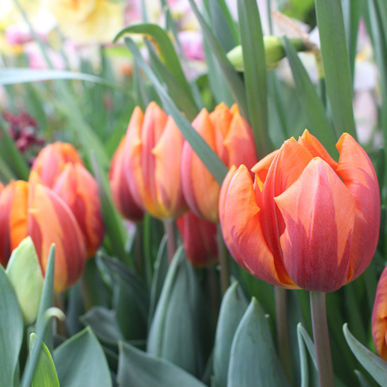 Orange And Red Striped Tulips
