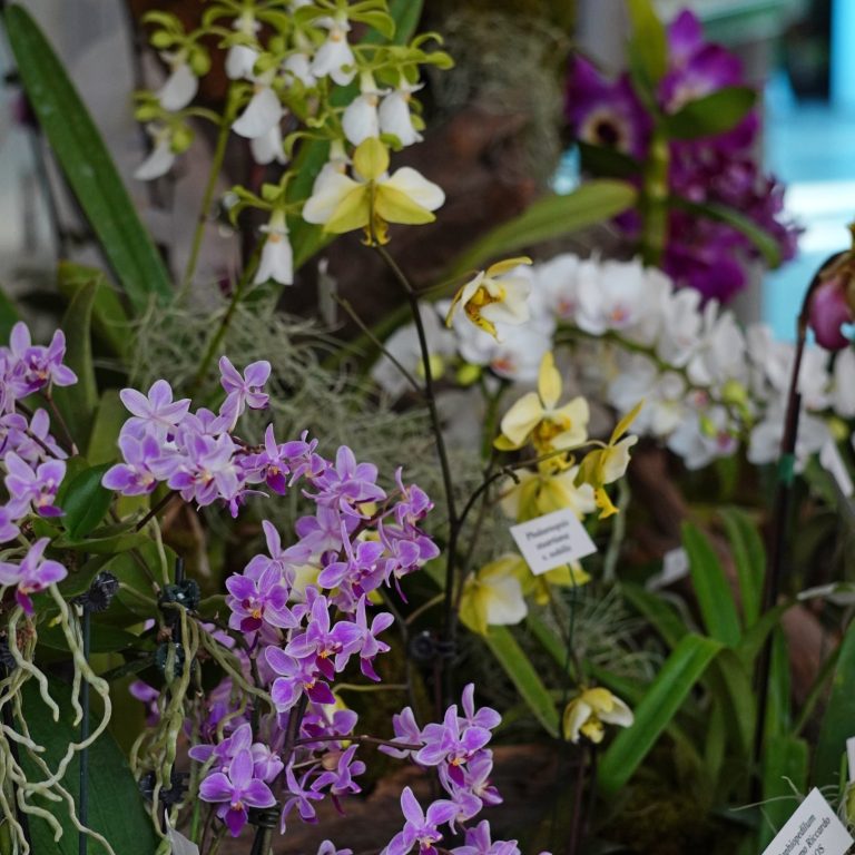 Close-up view of vibrant orchids in shades of purple, yellow, and white, beautifully arranged as part of the Orchid Society Show display