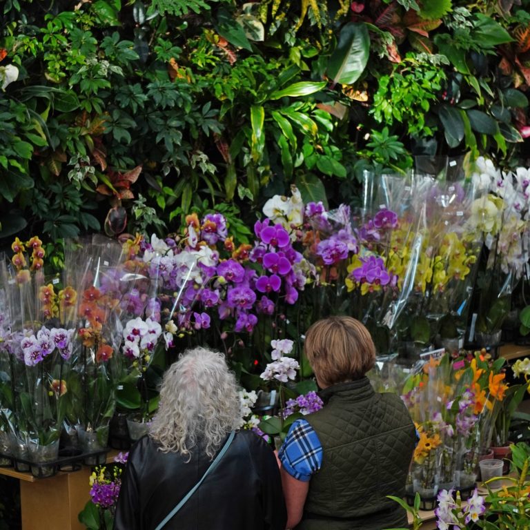 two visitors looking at a display of orchids for sale