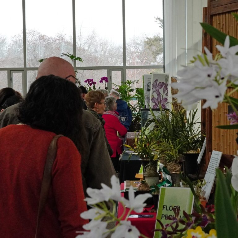 Visitors admiring a vibrant orchid society show display featuring an array of unique orchids