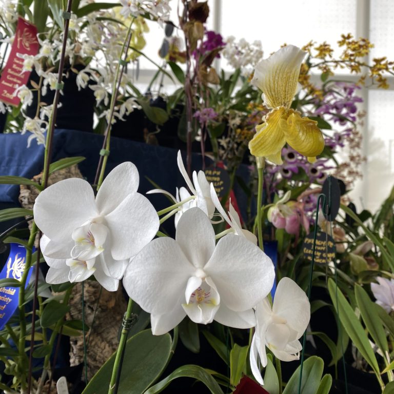 vibrant orchid society show display with ribbon winners featuring an array of unique orchids