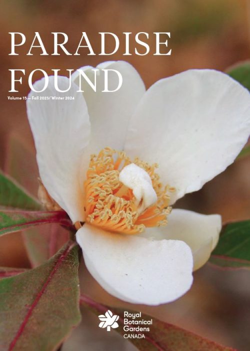 Paradise Found Cover - Volume 15 Cover of Paradise Found, RBG's Member Magazine, featuring a picture of a Franklin Tree bloom