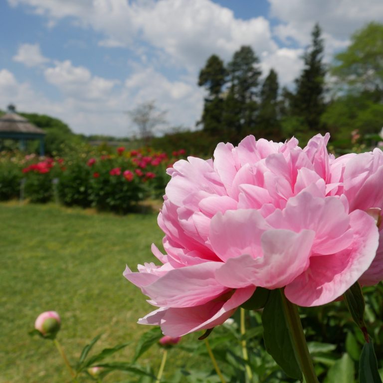 soft pink peony with the rest of the collection and gazebo in the background