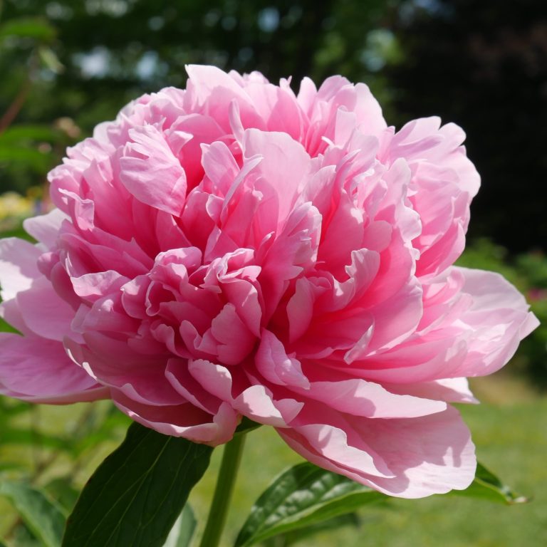 close up of pink peony in full bloom