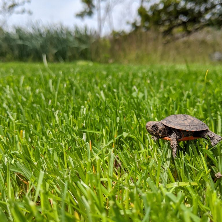 small painted turtle hatchling in the grass