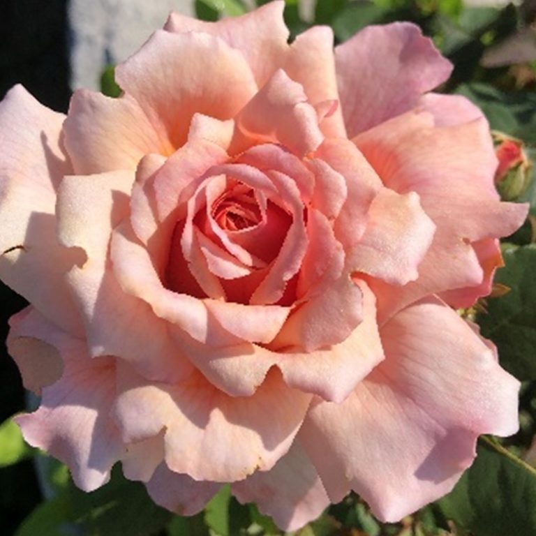Peach rose