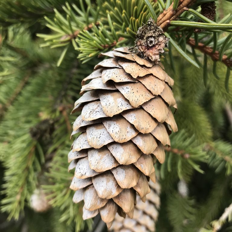 pinecone from picea abies