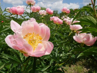 Pink-herbaceous-peony-bush peachy pink herbaceous peonies with fluffy yellow centres