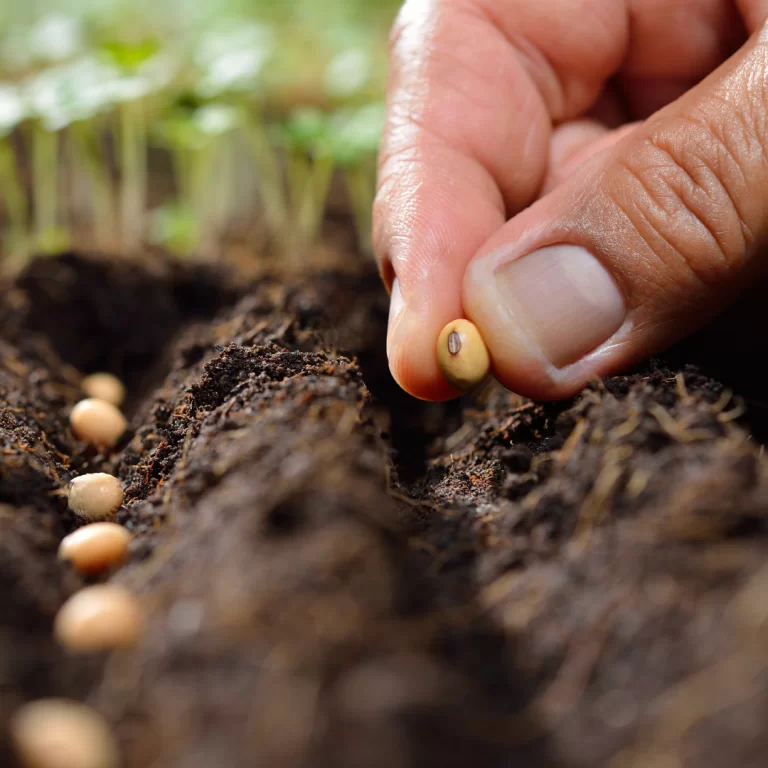Planting small seeds in row