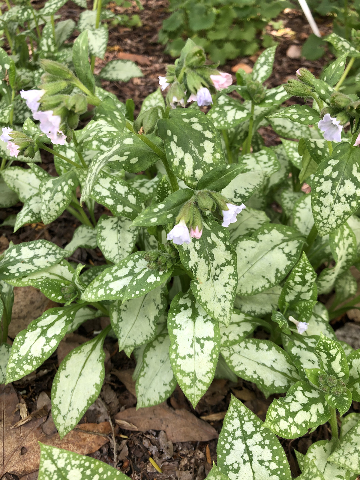 Pulmonaria 'Moonshine' (1) Pulmonaria 'Moonshine'