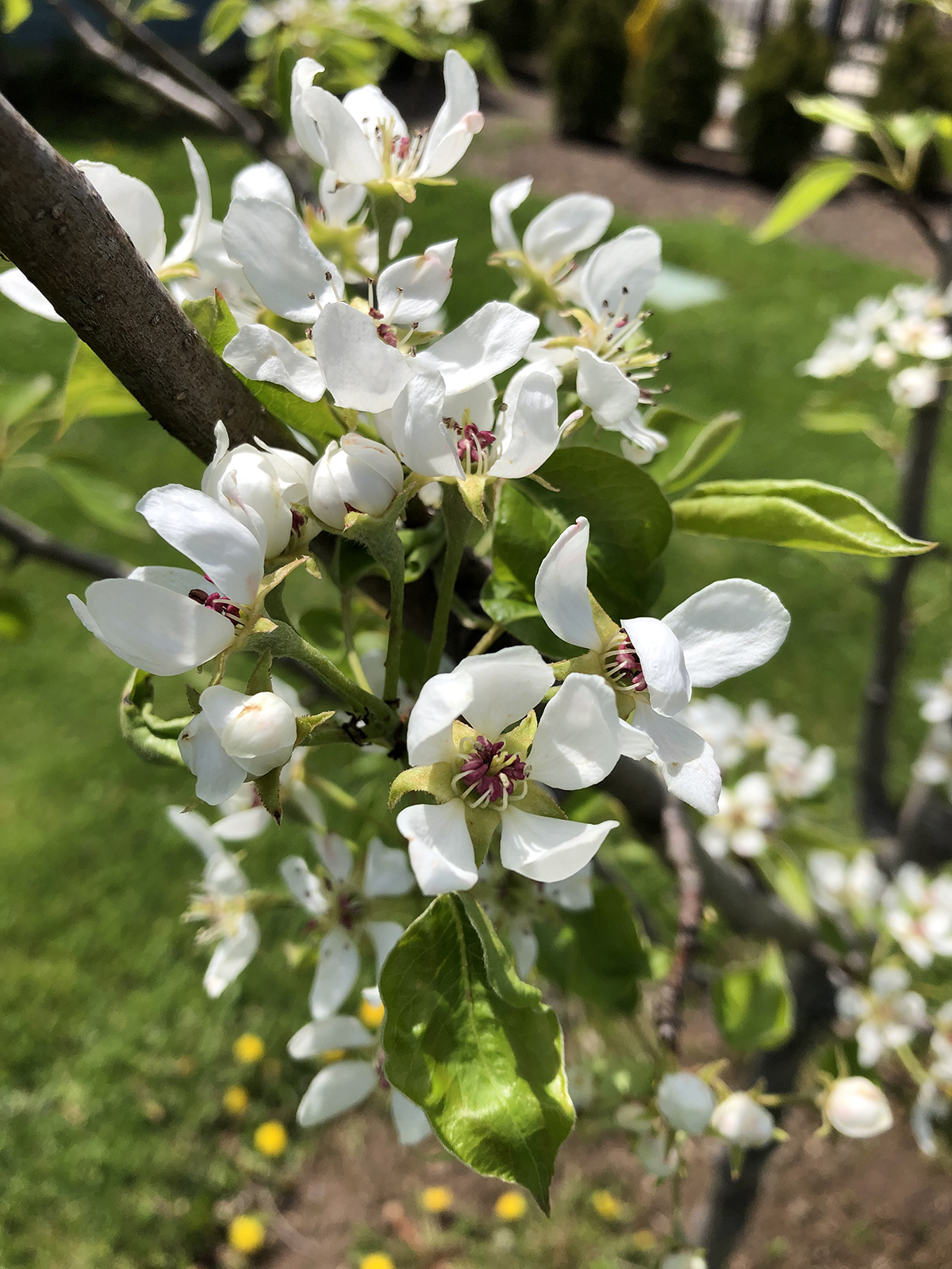 Pyrus communis