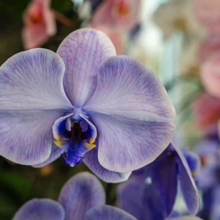 purple coloured orchid