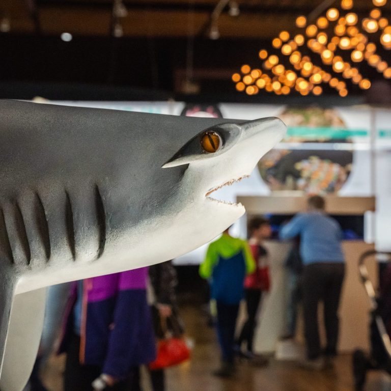 Hammerhead shark model closeup with exhibit full of people in the background