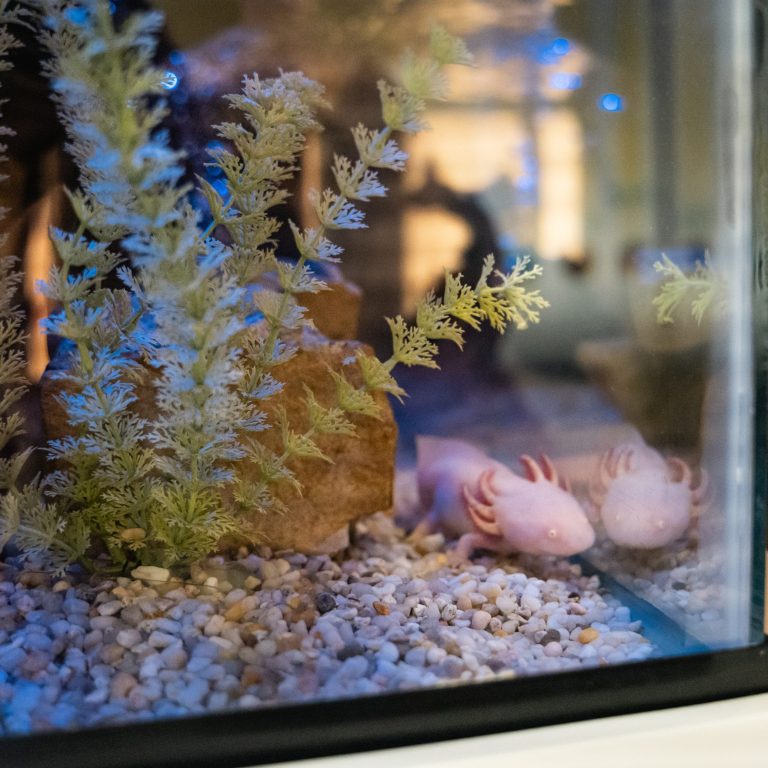 Pink axolotl in an aquarium tank