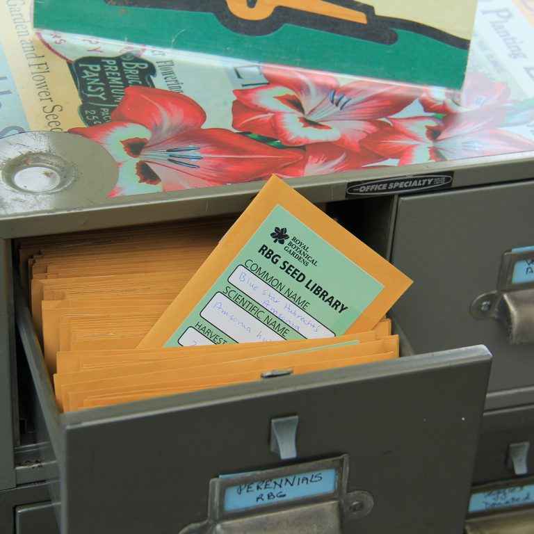 RBG seed library drawer filled with envelopes