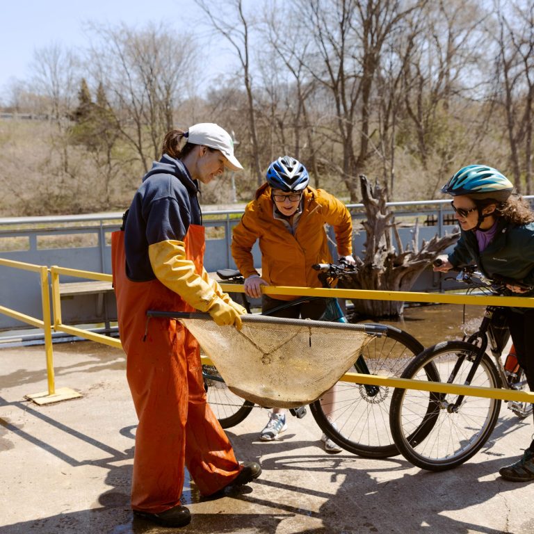 RBG staff showing a fish in a large net to two fishway visitors on bikes