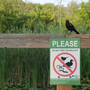 RWB & dont feed sign 2 - hendrie valley Red wing black bird perched on the boardwalk railing above a please don't feed the wildlife sign