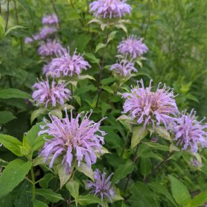 Rain Garden Attracts New Species at Risk Bumble Bee - Royal Botanical ...