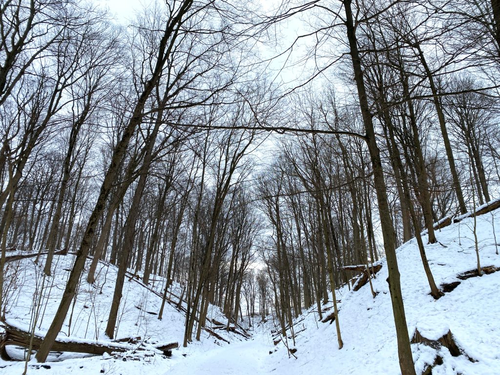 A snow-covered trail winds through a winter forest with tall, leafless trees on either side. The sloped terrain is blanketed in white snow, with fallen logs and exposed roots visible along the hillside.