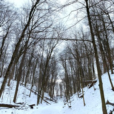 RavineRoadTrail-Snow-2023 A snow-covered trail winds through a winter forest with tall, leafless trees on either side. The sloped terrain is blanketed in white snow, with fallen logs and exposed roots visible along the hillside.