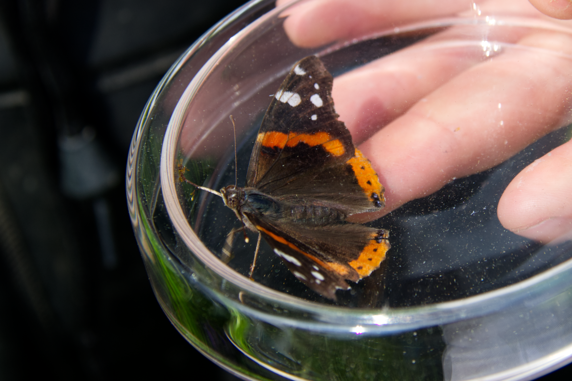 Red Admiral 1 - Kat Forbes Red Admiral butterfly in a clear circular container