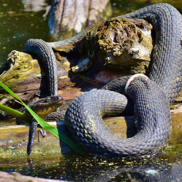 Snake at Cootes Paradise with a plastic ring around its body