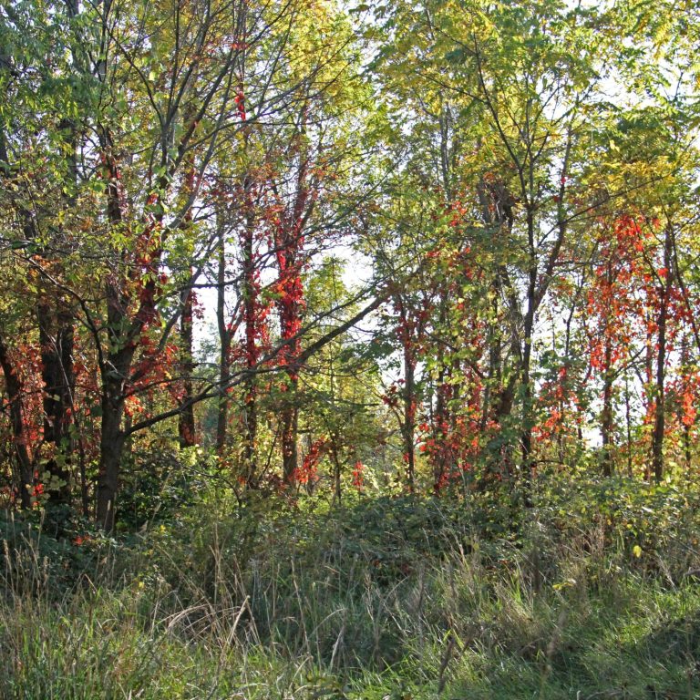 fall colours starting to appear amongst the grassland trees