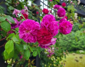 Our Rose Garden is full of beautiful first blooms! It is a must-see stop  during a visit to the Arboretum. Experience the brilliant colors and  lovely