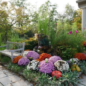 Seasonal mum display - laking garden Seasonal mum display - laking garden