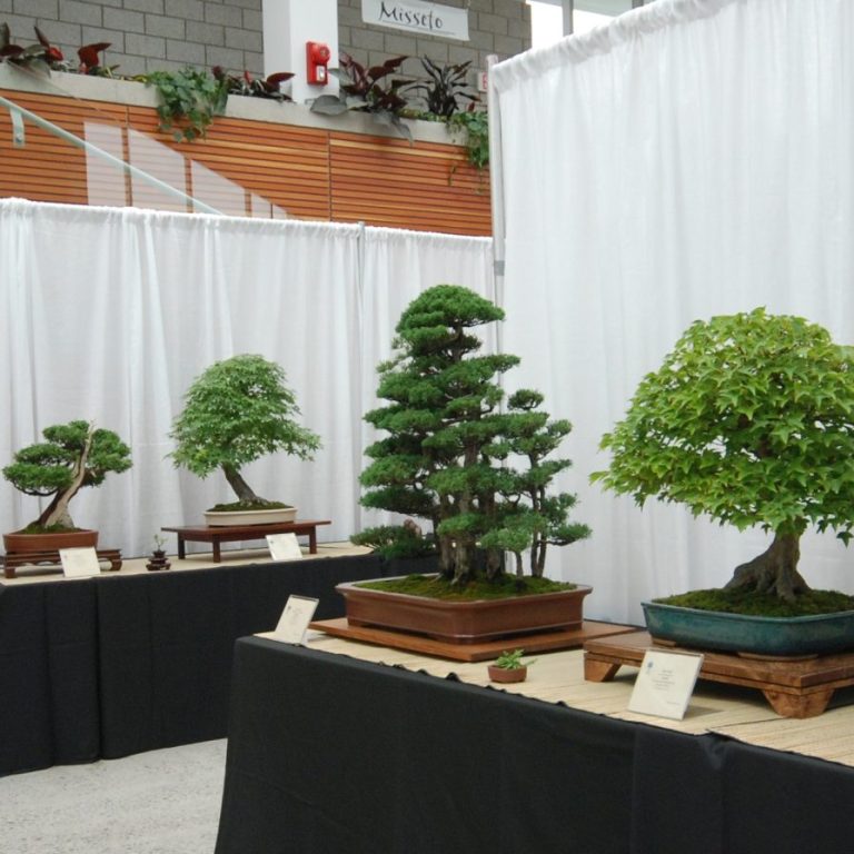 Bonsai show table display in the atrium