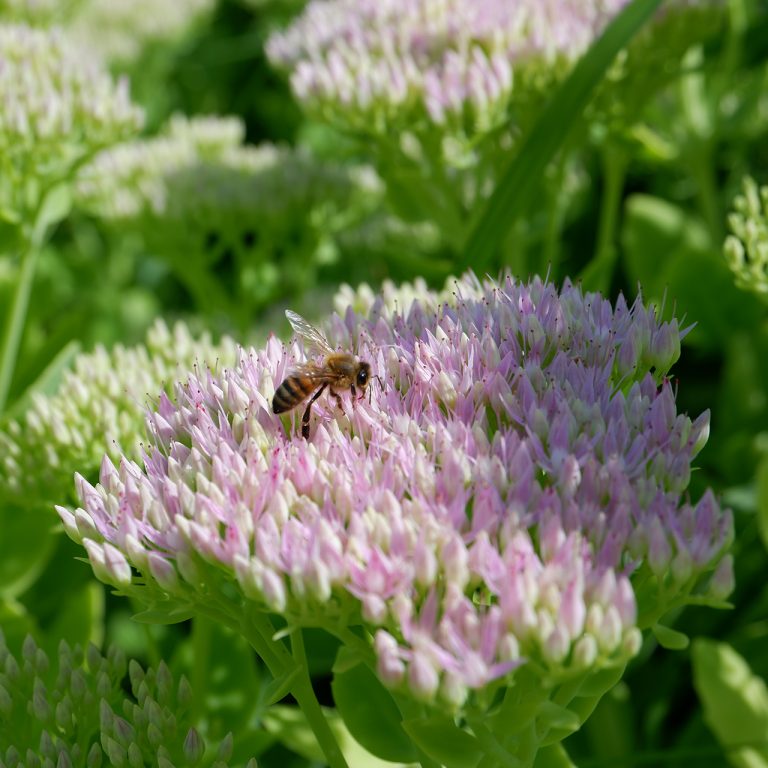 honeybee on top of light purple stone crop