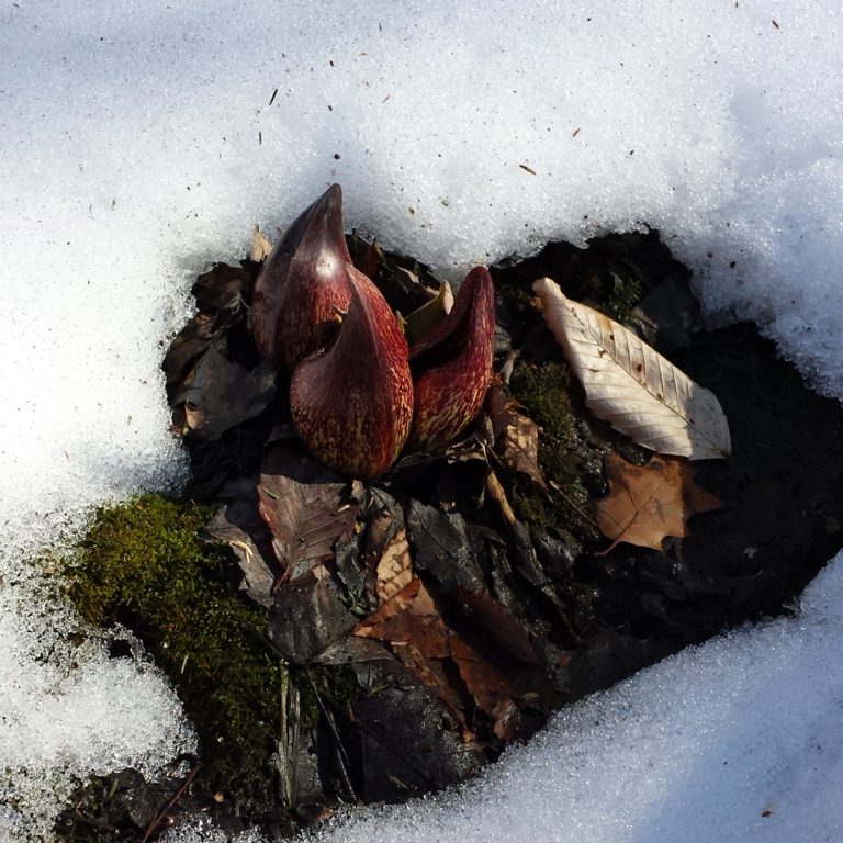 Skunk Cabbage plants melting snow around them