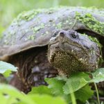 Snapping Turtle in garden Snapping turtle among plants in a garden