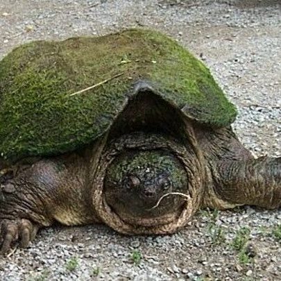 large snapping turtle on a gravel path
