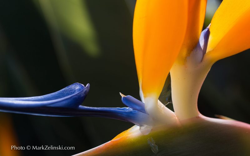 Super-closeup-bird-of-paradise-markzelinski super close up view of birds of paradise flower in bloom