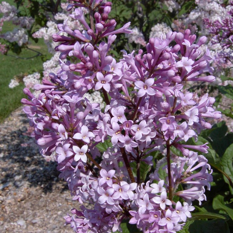 Syringa komarowii subsp. reflexa lilac blooms