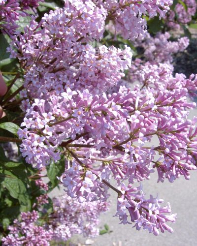 Syringa villosa lilac Syringa villosa lilac