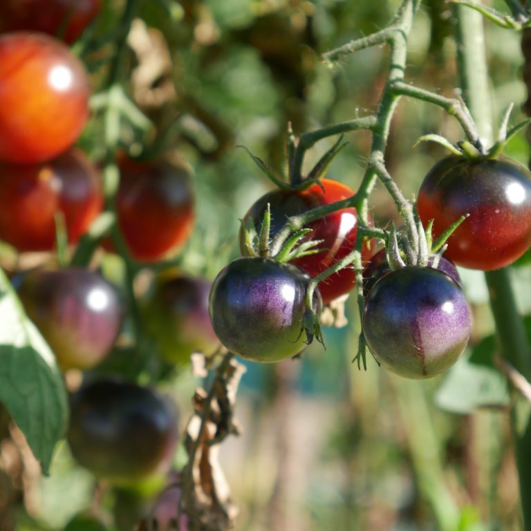 cherry tomatoes with ombre purple colouring