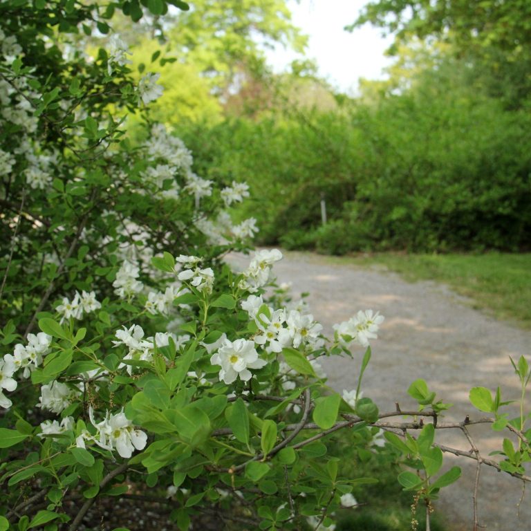 pearlbush flowering along the shrub collection gravel pathway