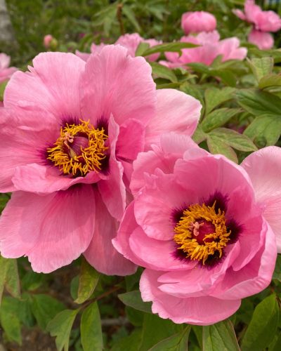 Peony - Royal Botanical Gardens