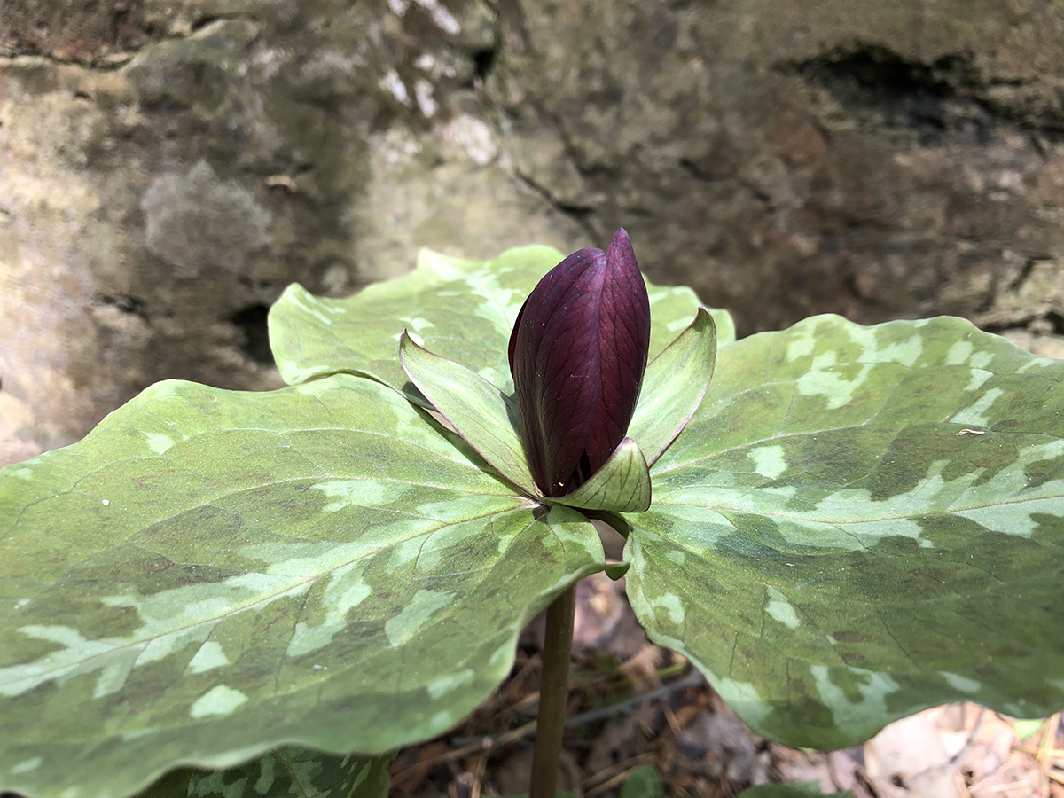 Trillium cuneatum