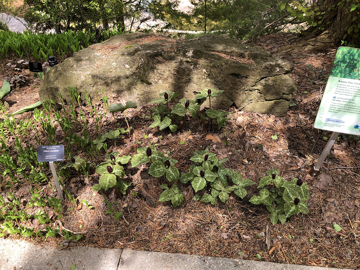 Trillium cuneatum