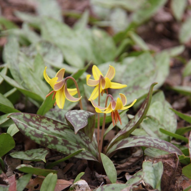 maroon-mottled leaves and a slightly taller stalk bearing a single, nodding, yellow flower.