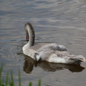 Trumpeter Swan Cygnet Angel Wing cr Barbara Philps Trumpeter Swan with angel wing