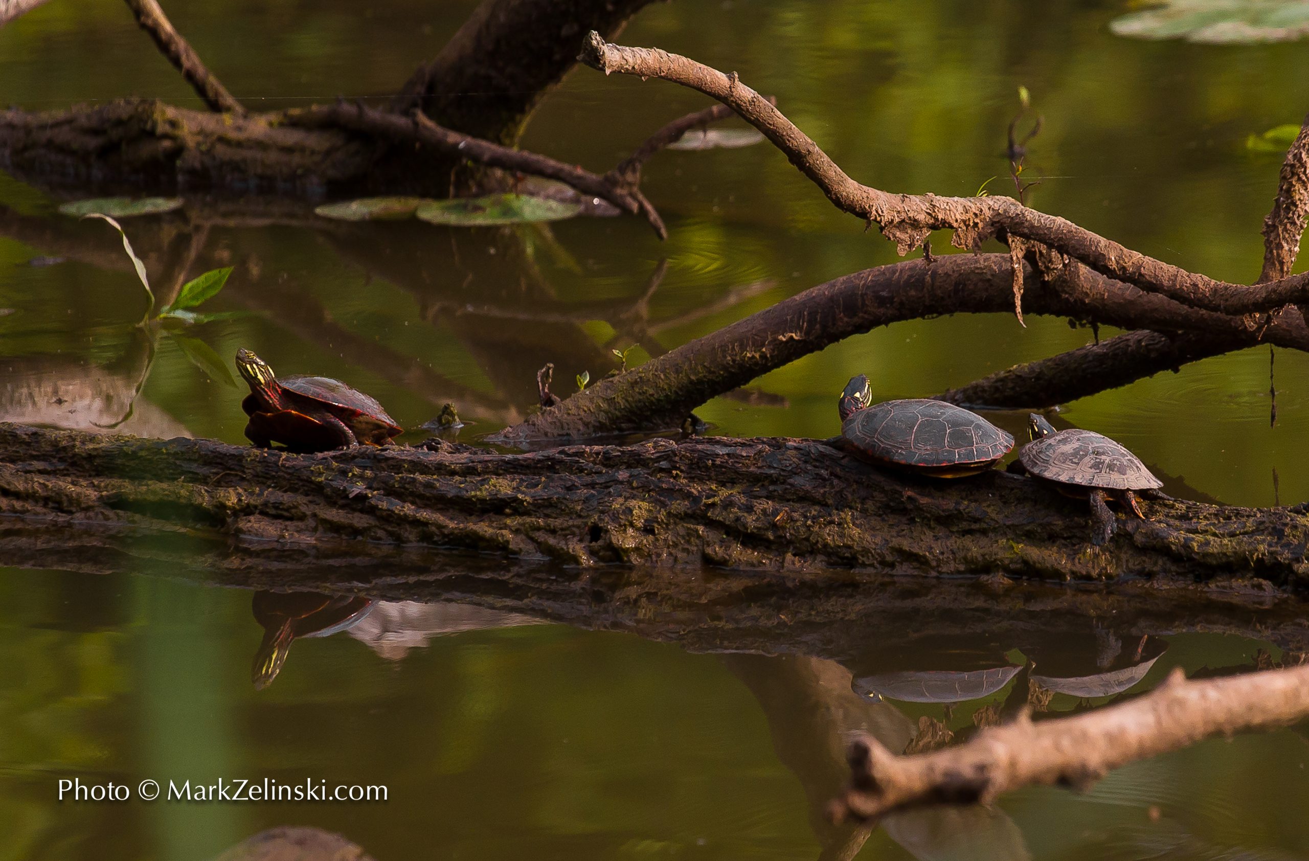 Three turtles on a submerged brand in a pond