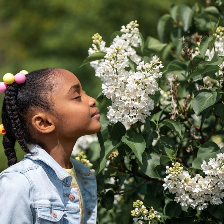 Child smelling a whit lilac push at peak bloom