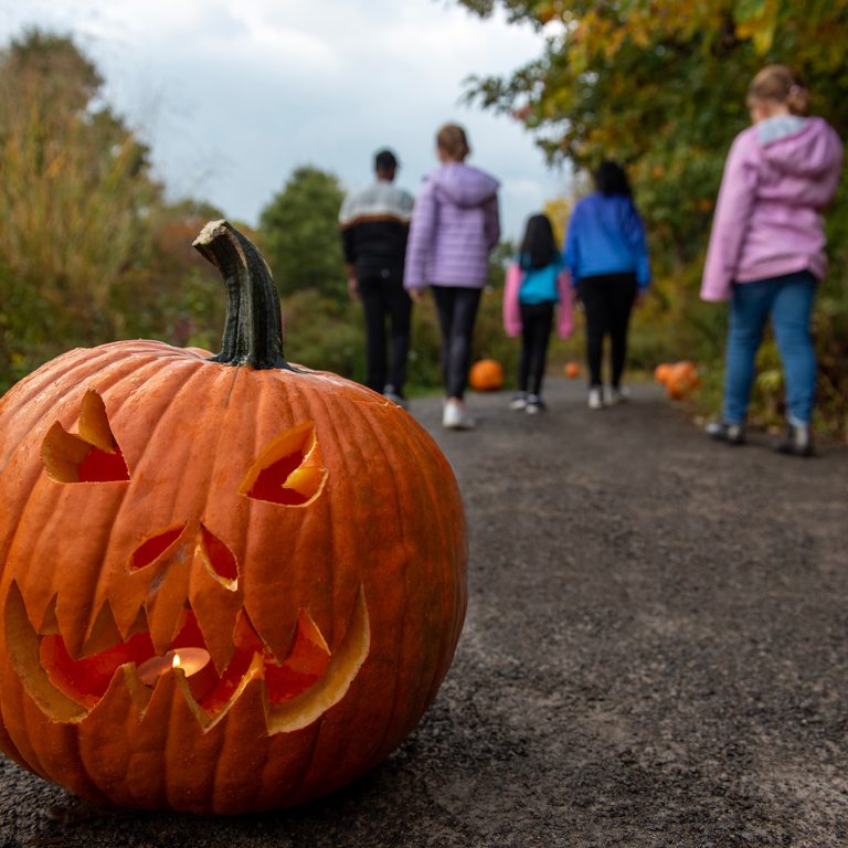 face carved into jack-o-lantern on hiking trail with visitors in background