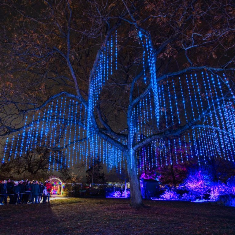 singing tree light installation at Winter Wonders with a crowd singing below