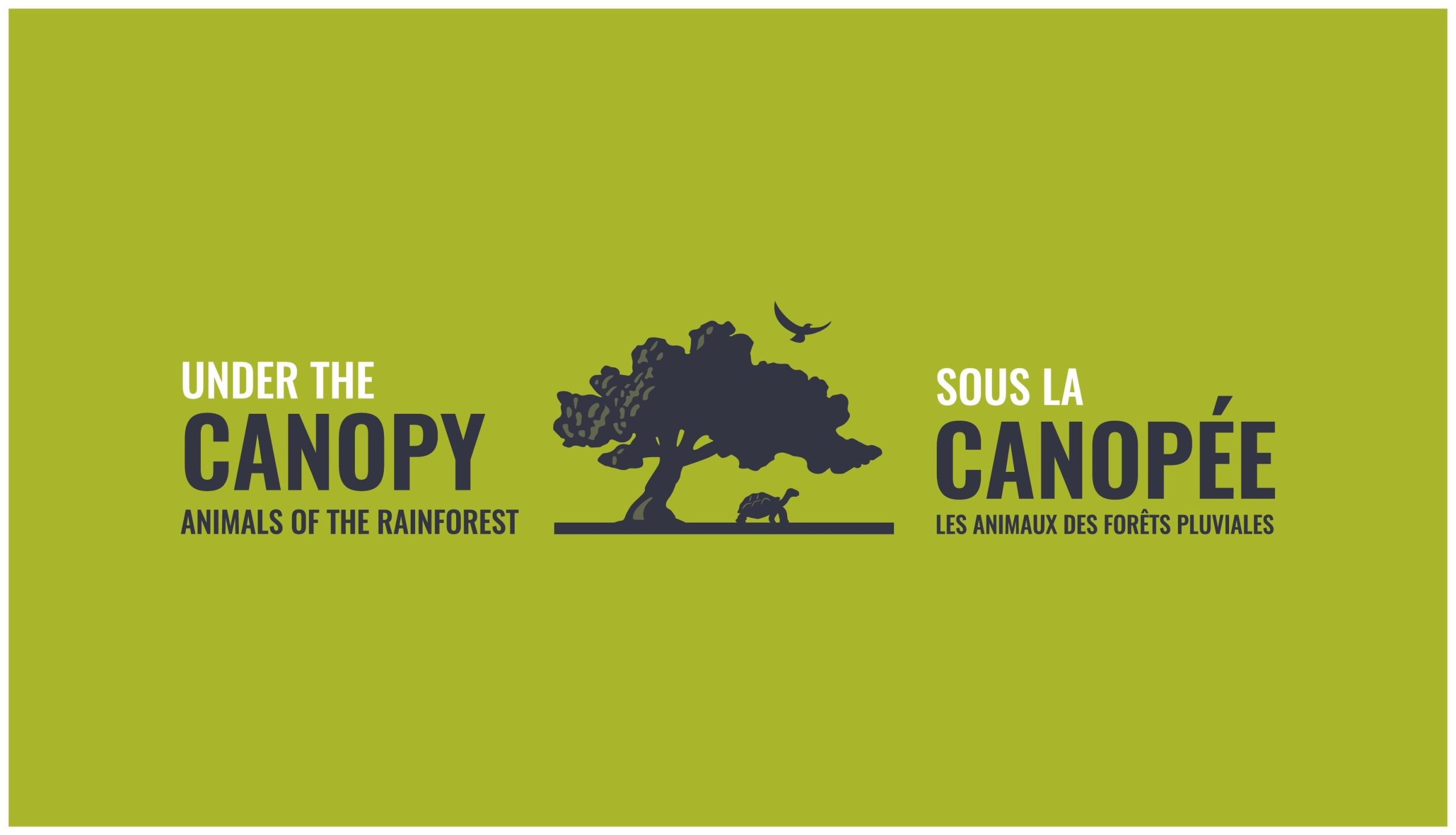 Under The Canopy Logo, featuring the silhouette of a large rainforest tree, bird, and tortoise